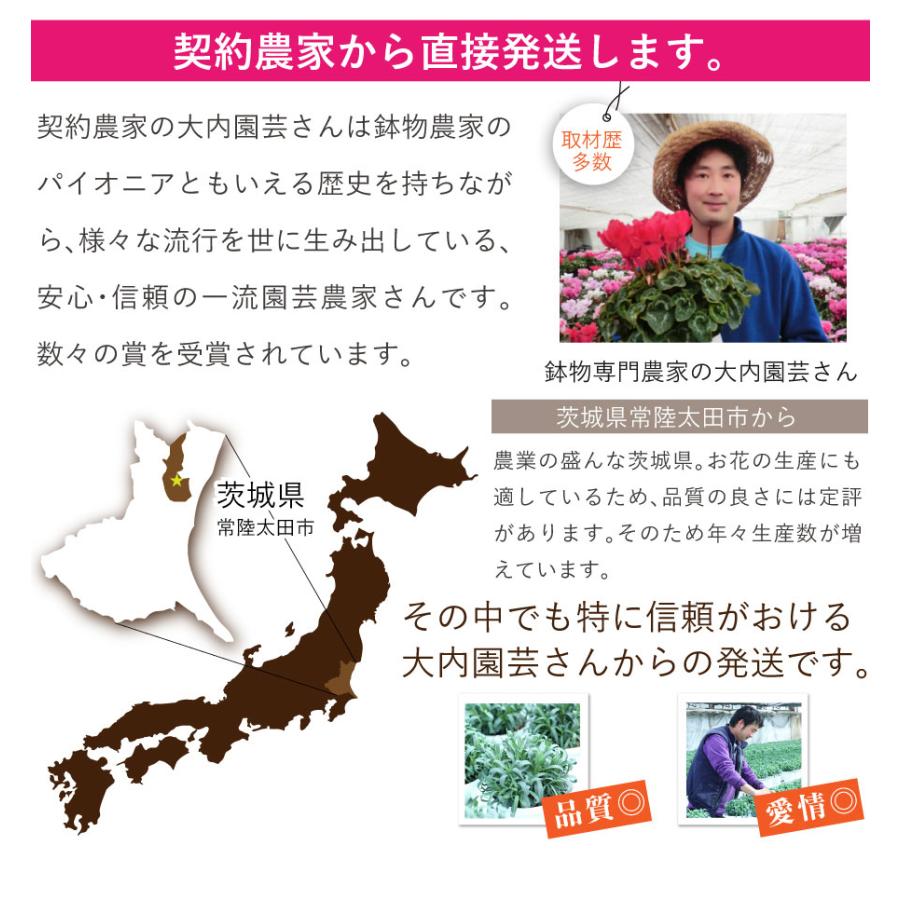 遅れてごめんね 母の日 花 鉢植え プレゼント 2024 産地直送 大きなサイズ 6号鉢 選べる 7色 カーネーション｜flower｜10