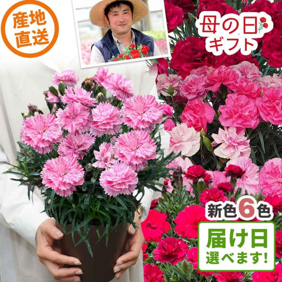 母の日 まだ間に合う 2026 日付指定可能 花 ギフト カーネーション 鉢植え 5号 プレミアム 新品種 6色 産地直送 2026母の日 プレゼント 生花 60代 70代 80代（Yahoo!・花工房エーデルワイス）