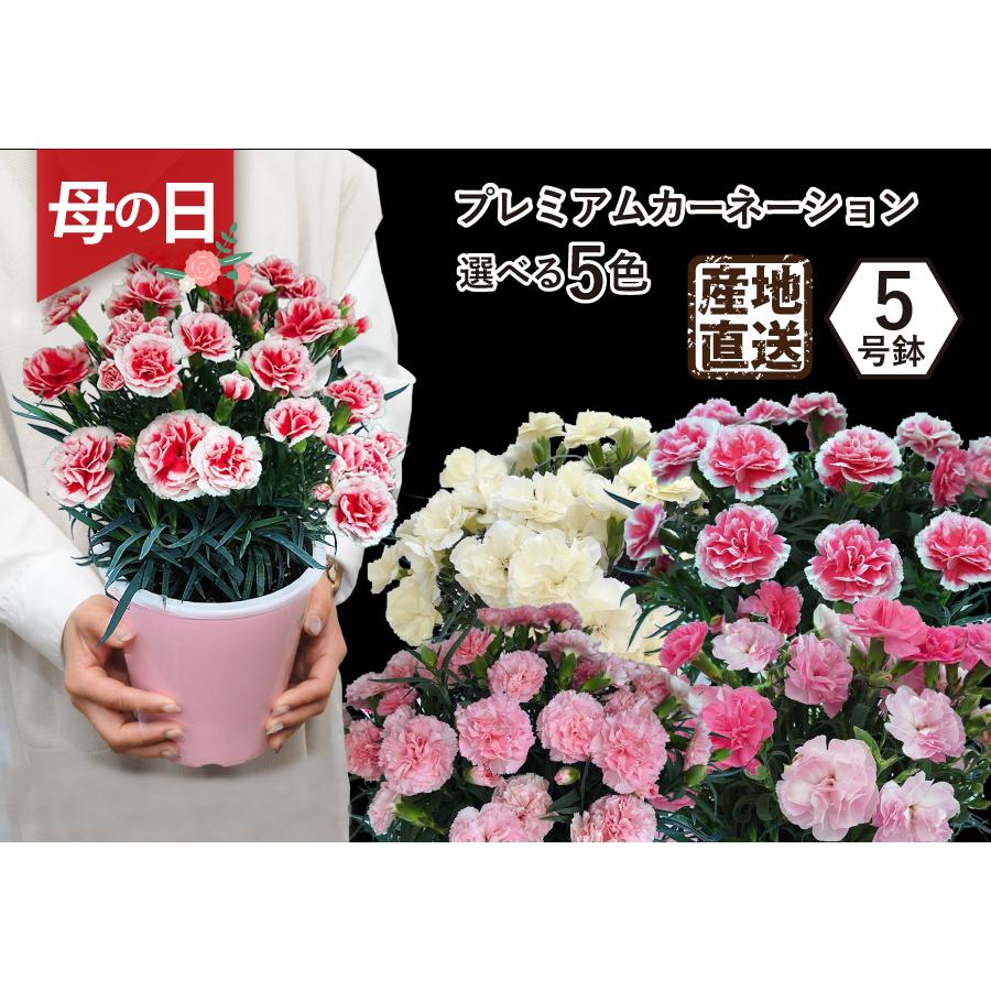 遅れてごめんね 母の日 花 カーネーションの鉢植え フラワーギフト プレゼント 花鉢 産地直送  5号鉢 プレミアムカラー 5色｜flower｜07