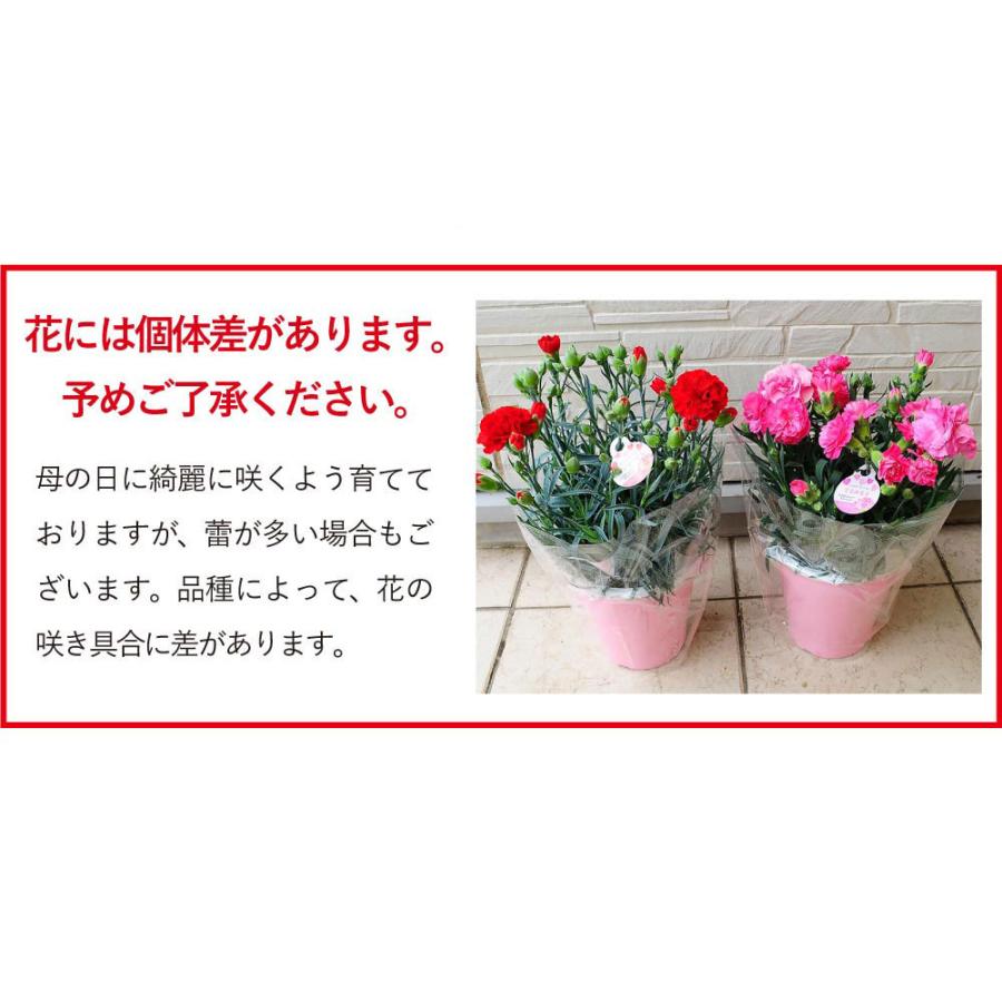 遅れてごめんね 母の日 花 カーネーションの鉢植え フラワーギフト プレゼント 花鉢 産地直送  5号鉢 プレミアムカラー 5色｜flower｜13