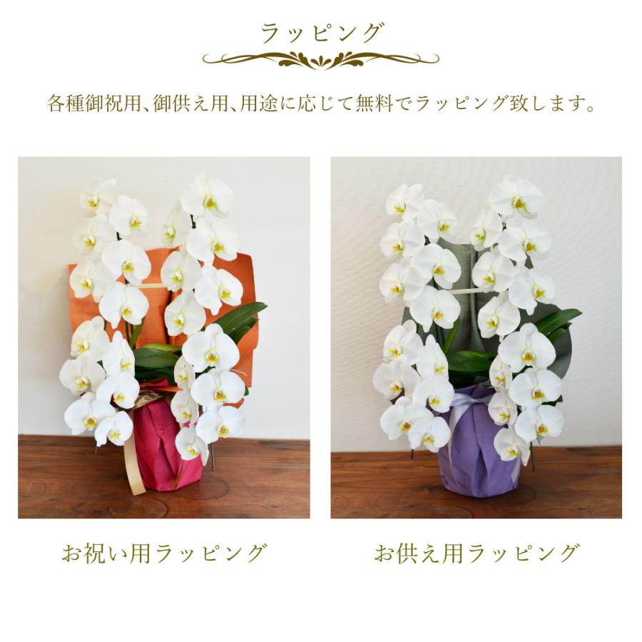 胡蝶蘭 開店祝い 退職花 昇進花 栄転花 就任祝い花 移転祝い 開院祝い 開業祝い 花 胡蝶蘭 2本立ち 白 鉢 花 ギフト 洋ラン 記念日 式典 | エーデルワイス花の贈り物 | 10
