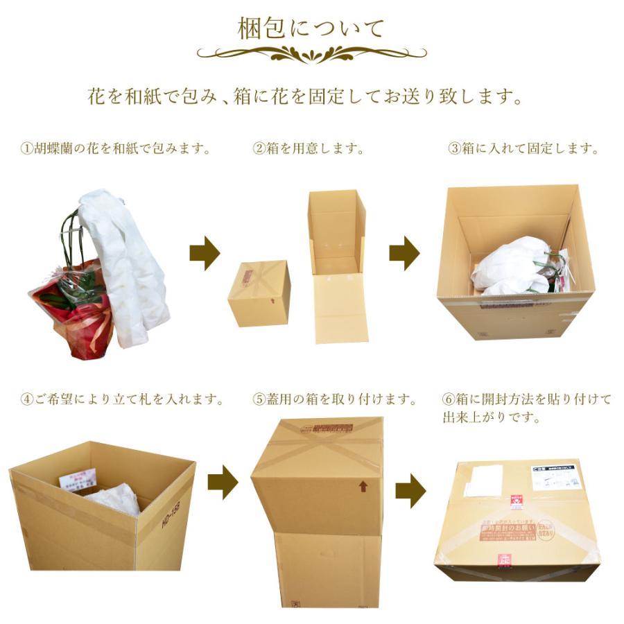 胡蝶蘭 開店祝い 退職花 昇進花 栄転花 就任祝い花 移転祝い 開院祝い 開業祝い 花 胡蝶蘭 2本立ち 白 鉢 花 ギフト 洋ラン 記念日 式典 | エーデルワイス花の贈り物 | 11