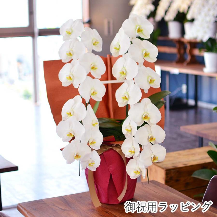 胡蝶蘭 開店祝い 退職花 昇進花 栄転花 就任祝い花 移転祝い 開院祝い 開業祝い 花 胡蝶蘭 2本立ち 白 鉢 花 ギフト 洋ラン 記念日 式典 | エーデルワイス花の贈り物 | 14