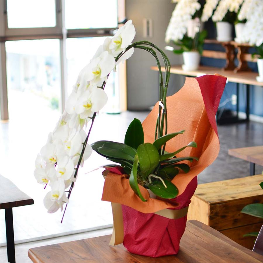 胡蝶蘭 開店祝い 退職花 昇進花 栄転花 就任祝い花 移転祝い 開院祝い 開業祝い 花 胡蝶蘭 2本立ち 白 鉢 花 ギフト 洋ラン 記念日 式典 | エーデルワイス花の贈り物 | 15