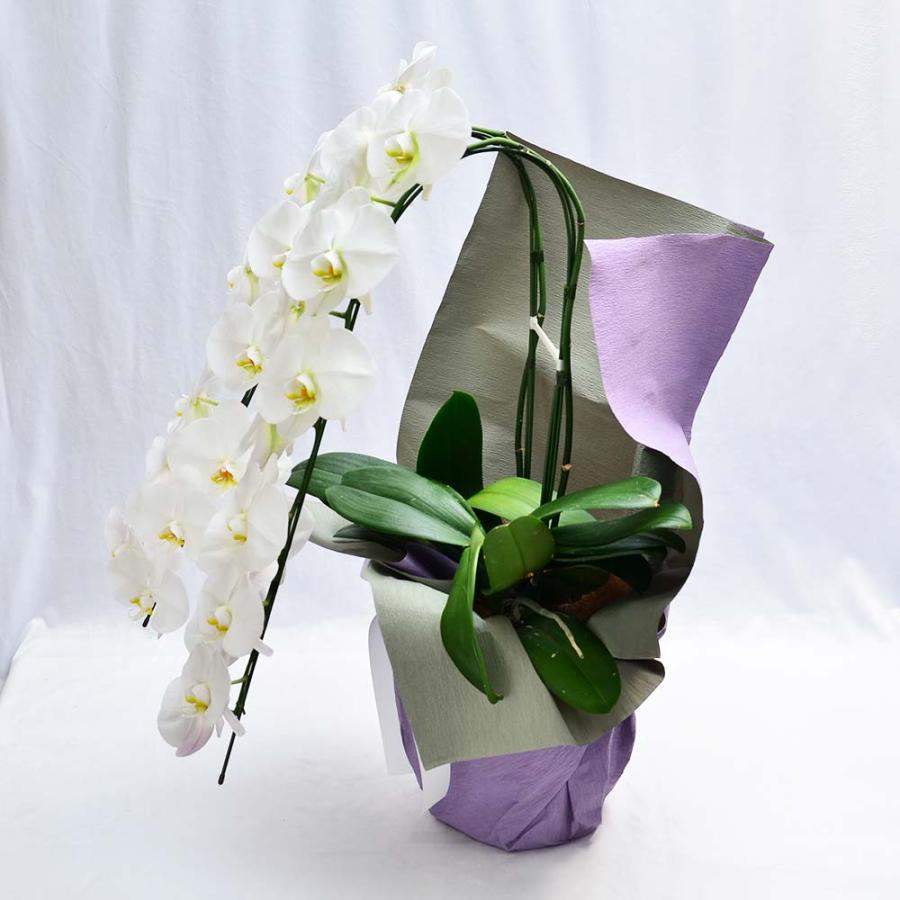 胡蝶蘭 開店祝い 退職花 昇進花 栄転花 就任祝い花 移転祝い 開院祝い 開業祝い 花 胡蝶蘭 2本立ち 白 鉢 花 ギフト 洋ラン 記念日 式典 | エーデルワイス花の贈り物 | 17