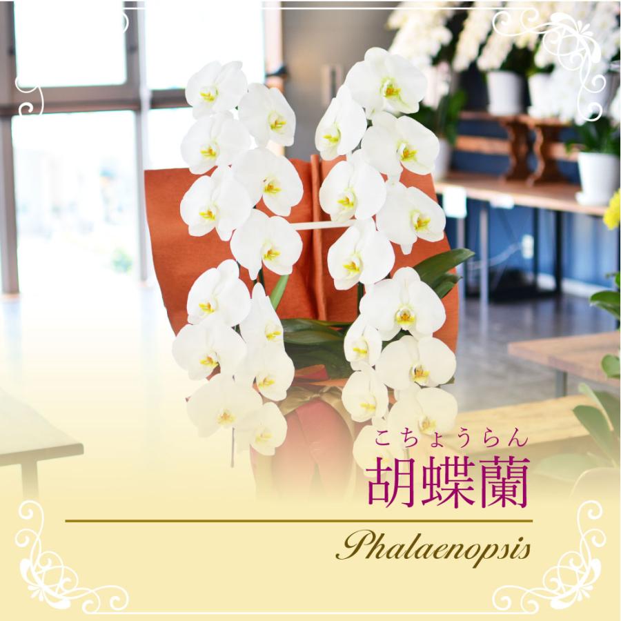 胡蝶蘭 開店祝い 退職花 昇進花 栄転花 就任祝い花 移転祝い 開院祝い 開業祝い 花 胡蝶蘭 2本立ち 白 鉢 花 ギフト 洋ラン 記念日 式典 | エーデルワイス花の贈り物 | 01