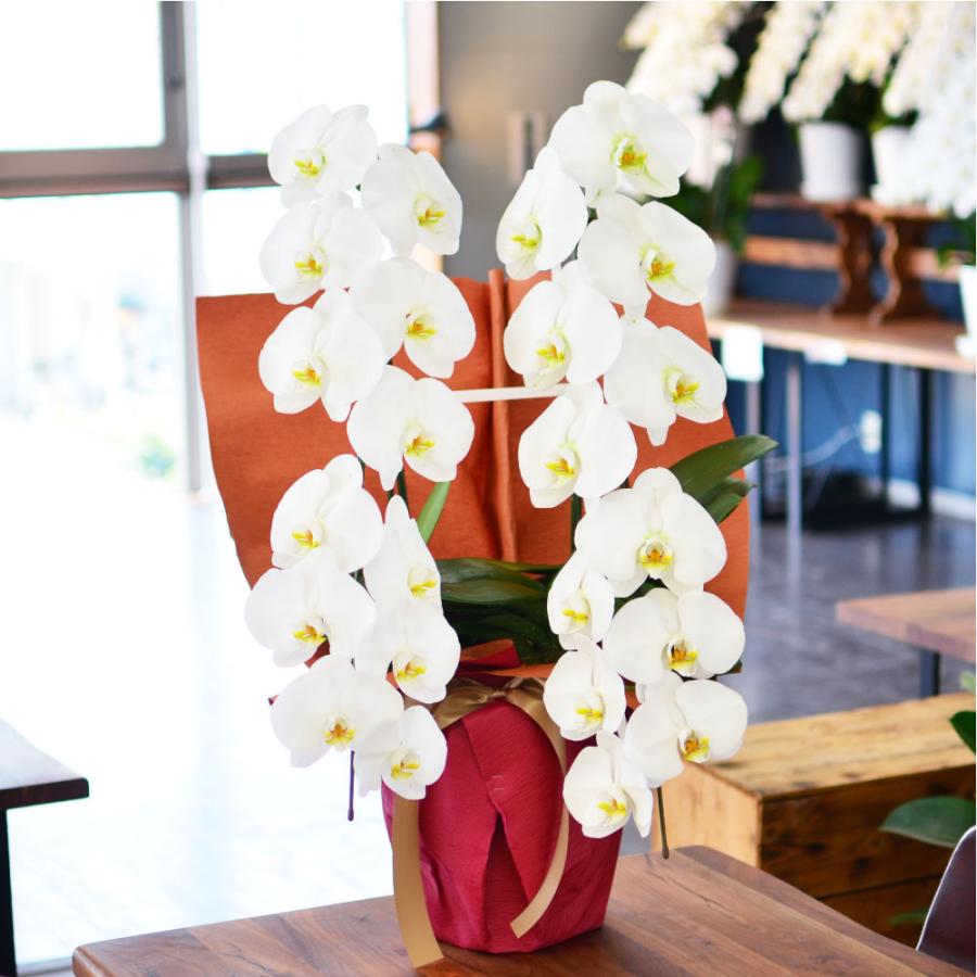 胡蝶蘭 開店祝い 退職花 昇進花 栄転花 就任祝い花 移転祝い 開院祝い 開業祝い 花 胡蝶蘭 2本立ち 白 鉢 花 ギフト 洋ラン 記念日 式典 | エーデルワイス花の贈り物 | 02