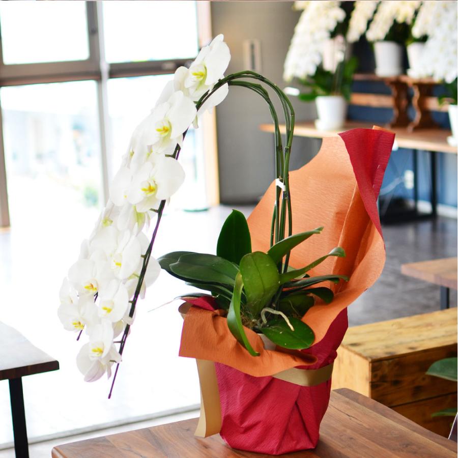 胡蝶蘭 開店祝い 退職花 昇進花 栄転花 就任祝い花 移転祝い 開院祝い 開業祝い 花 胡蝶蘭 2本立ち 白 鉢 花 ギフト 洋ラン 記念日 式典 | エーデルワイス花の贈り物 | 03