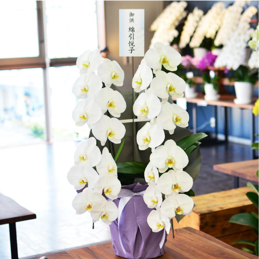 胡蝶蘭 開店祝い 退職花 昇進花 栄転花 就任祝い花 移転祝い 開院祝い 開業祝い 花 胡蝶蘭 2本立ち 白 鉢 花 ギフト 洋ラン 記念日 式典 | エーデルワイス花の贈り物 | 04