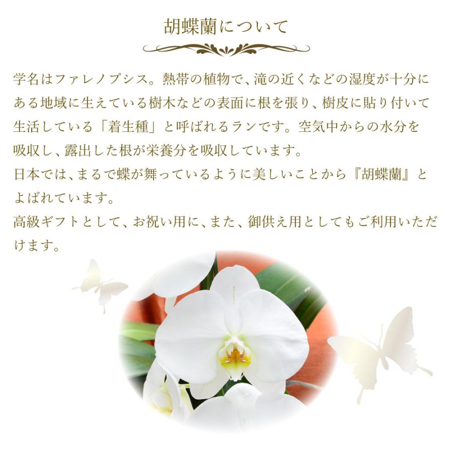 胡蝶蘭 開店祝い 退職花 昇進花 栄転花 就任祝い花 移転祝い 開院祝い 開業祝い 花 胡蝶蘭 2本立ち 白 鉢 花 ギフト 洋ラン 記念日 式典 | エーデルワイス花の贈り物 | 05