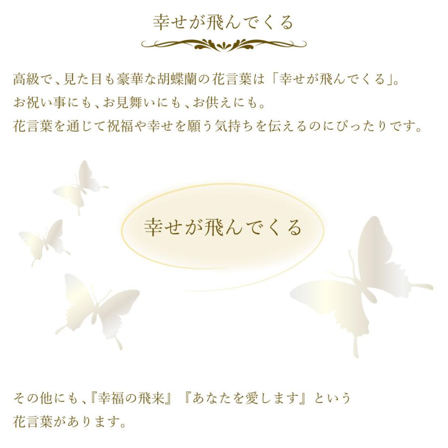 胡蝶蘭 開店祝い 退職花 昇進花 栄転花 就任祝い花 移転祝い 開院祝い 開業祝い 花 胡蝶蘭 2本立ち 白 鉢 花 ギフト 洋ラン 記念日 式典 | エーデルワイス花の贈り物 | 06