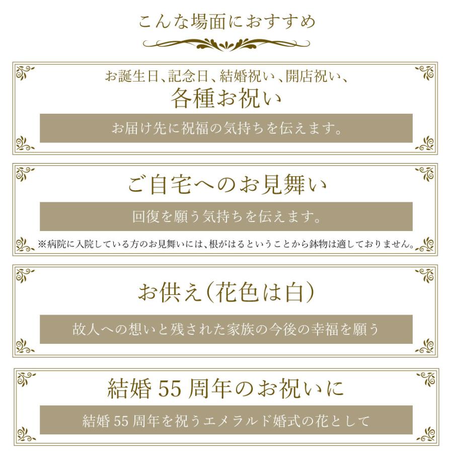 胡蝶蘭 開店祝い 退職花 昇進花 栄転花 就任祝い花 移転祝い 開院祝い 開業祝い 花 胡蝶蘭 2本立ち 白 鉢 花 ギフト 洋ラン 記念日 式典 | エーデルワイス花の贈り物 | 07