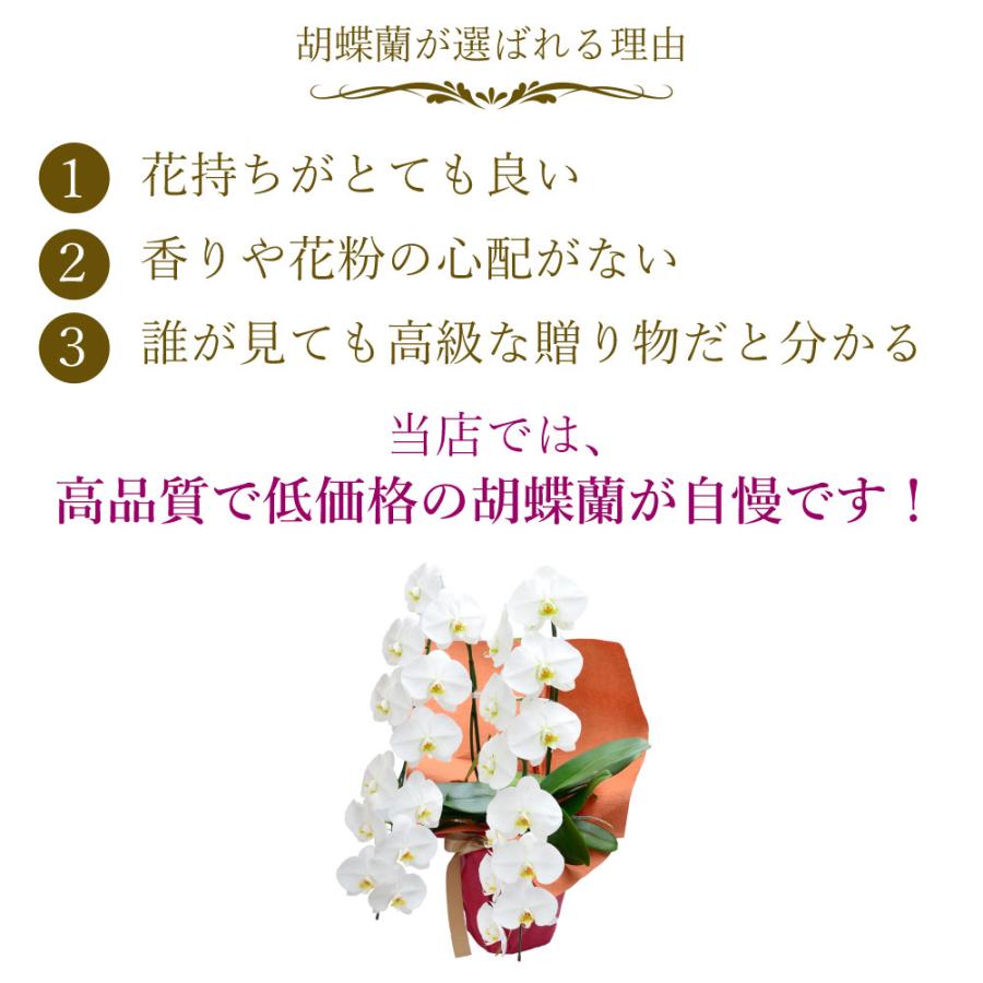 胡蝶蘭 開店祝い 退職花 昇進花 栄転花 就任祝い花 移転祝い 開院祝い 開業祝い 花 胡蝶蘭 2本立ち 白 鉢 花 ギフト 洋ラン 記念日 式典 | エーデルワイス花の贈り物 | 08