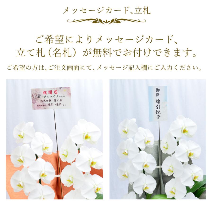 胡蝶蘭 開店祝い 退職花 昇進花 栄転花 就任祝い花 移転祝い 開院祝い 開業祝い 花 胡蝶蘭 2本立ち 白 鉢 花 ギフト 洋ラン 記念日 式典 | エーデルワイス花の贈り物 | 09