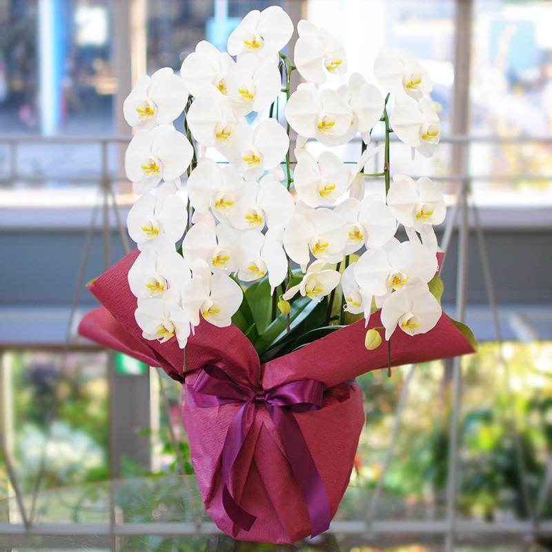 胡蝶蘭 開店祝い 移転祝い 開院祝い 開業祝い 花 胡蝶蘭 3本立 白 Lサイズ 洋ラン 鉢 花 ギフト 誕生日 記念日 式典 | エーデルワイス花の贈り物 | 01