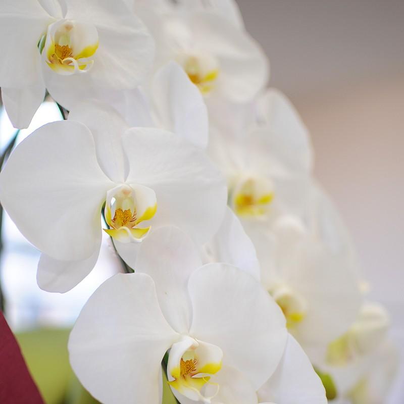 胡蝶蘭 開店祝い 移転祝い 開院祝い 開業祝い 花 胡蝶蘭 3本立 白 Lサイズ 洋ラン 鉢 花 ギフト 誕生日 記念日 式典 | エーデルワイス花の贈り物 | 02