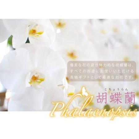 胡蝶蘭 開店祝い 移転祝い 開院祝い 開業祝い 花 胡蝶蘭 3本立 白 Lサイズ 洋ラン 鉢 花 ギフト 誕生日 記念日 式典 | エーデルワイス花の贈り物 | 03