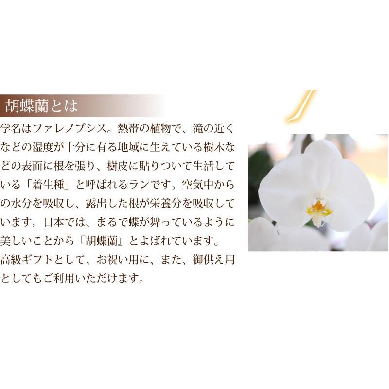 胡蝶蘭 開店祝い 移転祝い 開院祝い 開業祝い 花 胡蝶蘭 3本立 白 Lサイズ 洋ラン 鉢 花 ギフト 誕生日 記念日 式典 | エーデルワイス花の贈り物 | 04