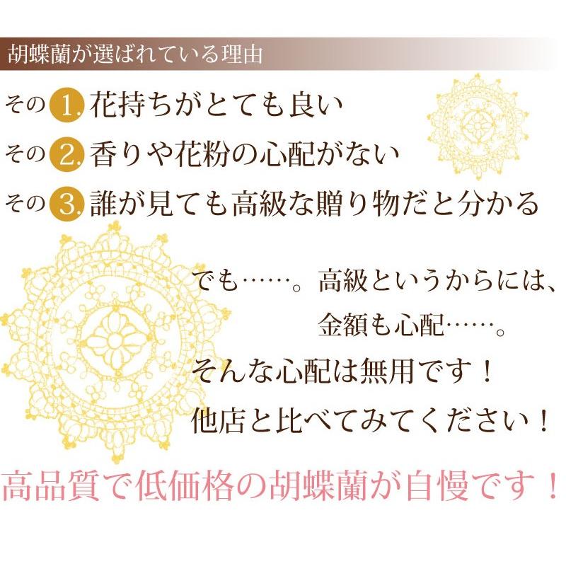 胡蝶蘭 開店祝い 移転祝い 開院祝い 開業祝い 花 胡蝶蘭 3本立 白 Lサイズ 洋ラン 鉢 花 ギフト 誕生日 記念日 式典 | エーデルワイス花の贈り物 | 05
