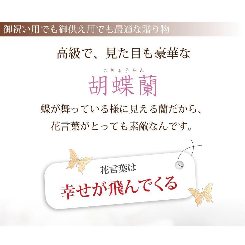 胡蝶蘭 開店祝い 移転祝い 開院祝い 開業祝い 花 胡蝶蘭 3本立 白 Lサイズ 洋ラン 鉢 花 ギフト 誕生日 記念日 式典 | エーデルワイス花の贈り物 | 06
