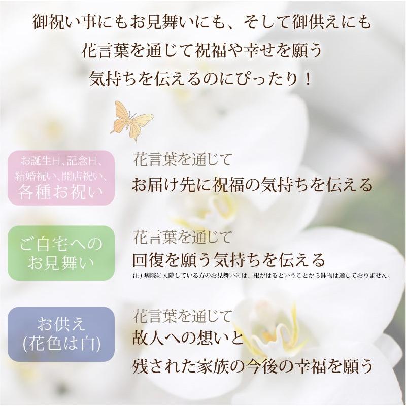 胡蝶蘭 開店祝い 移転祝い 開院祝い 開業祝い 花 胡蝶蘭 3本立 白 Lサイズ 洋ラン 鉢 花 ギフト 誕生日 記念日 式典 | エーデルワイス花の贈り物 | 07