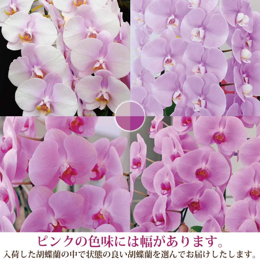 開店祝 花 胡蝶蘭 3本立 ピンク Lサイズ 鉢 花 ギフト 洋ラン | エーデルワイス花の贈り物 | 01