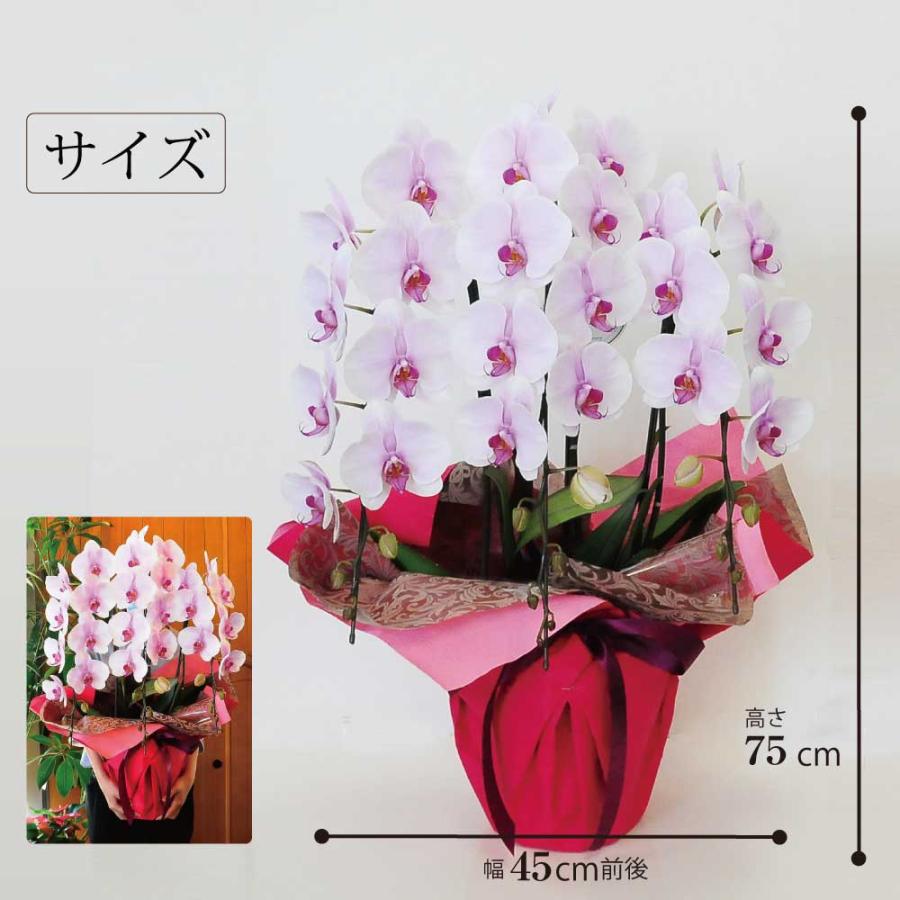 開店祝 花 胡蝶蘭 3本立 ピンク Lサイズ 鉢 花 ギフト 洋ラン | エーデルワイス花の贈り物 | 02