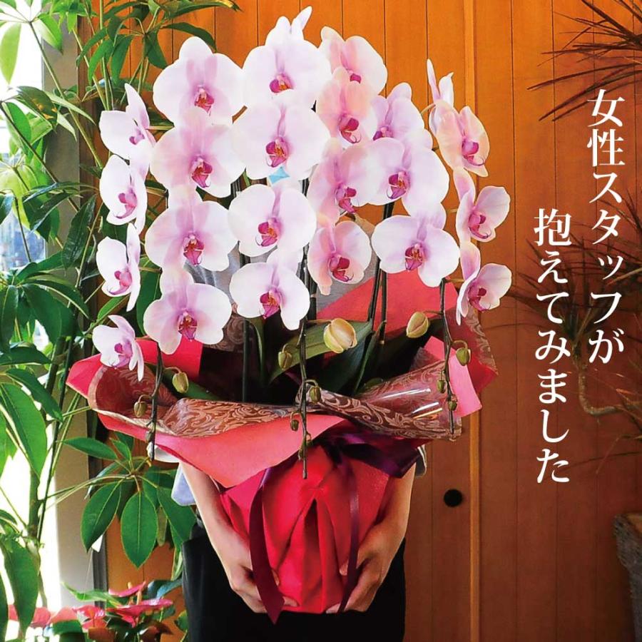 開店祝 花 胡蝶蘭 3本立 ピンク Lサイズ 鉢 花 ギフト 洋ラン | エーデルワイス花の贈り物 | 03