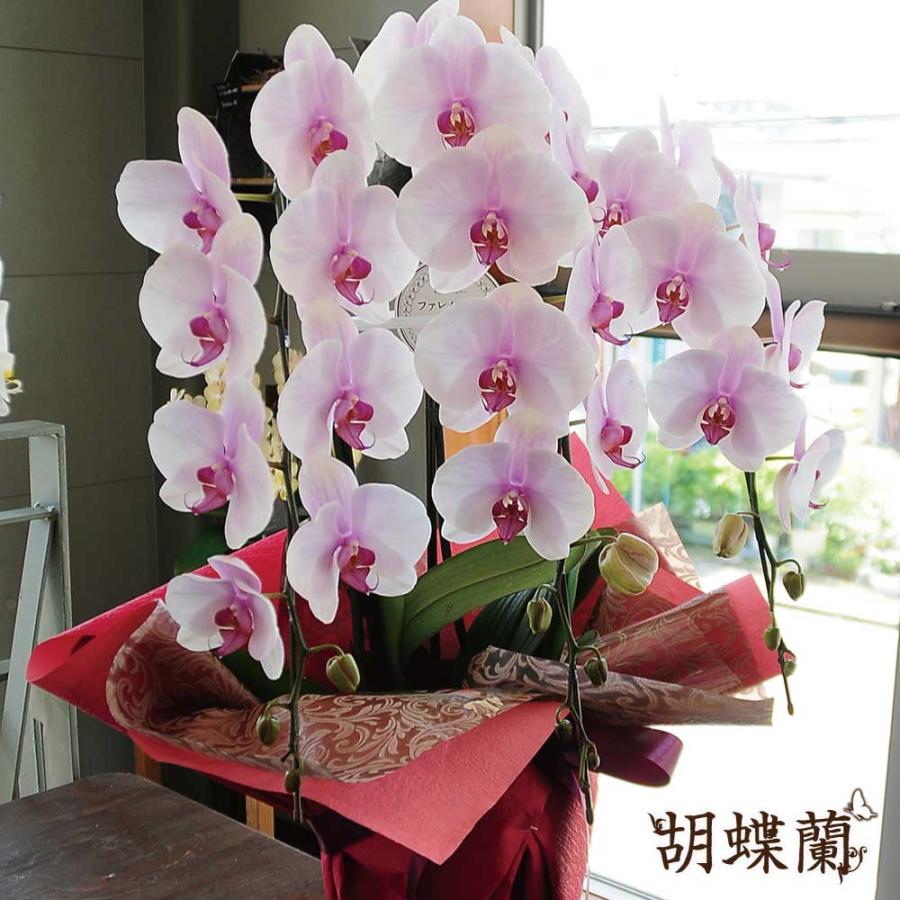 開店祝 花 胡蝶蘭 3本立 ピンク Lサイズ 鉢 花 ギフト 洋ラン | エーデルワイス花の贈り物 | 04