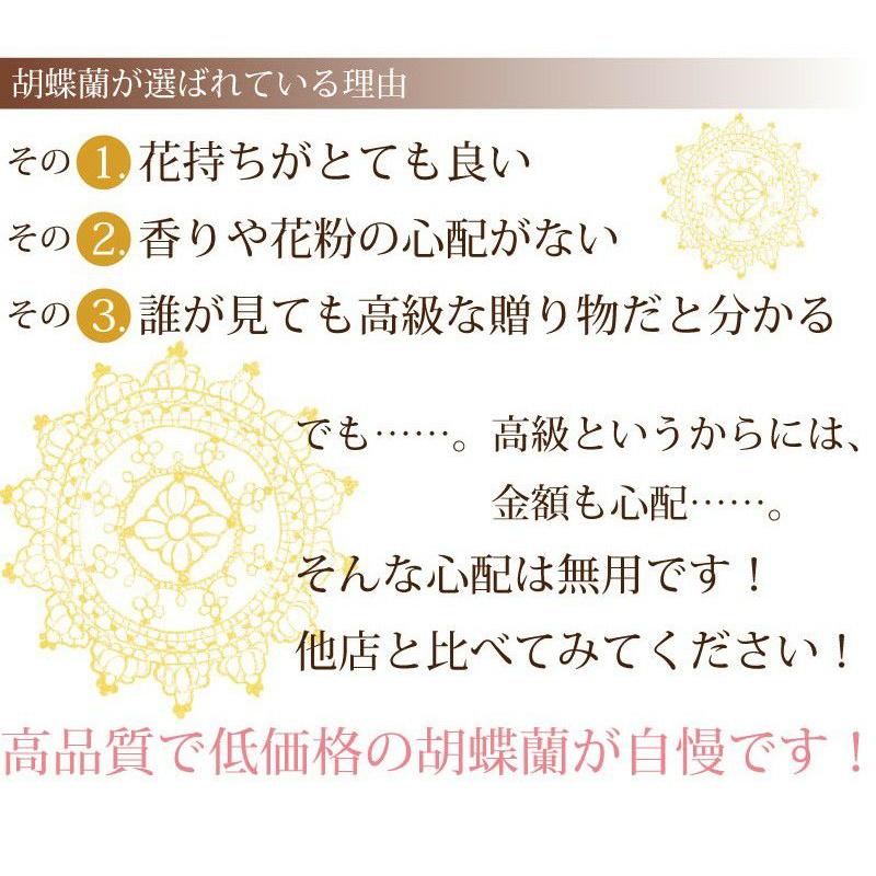 開店祝 花 胡蝶蘭 3本立 ピンク Lサイズ 鉢 花 ギフト 洋ラン | エーデルワイス花の贈り物 | 07