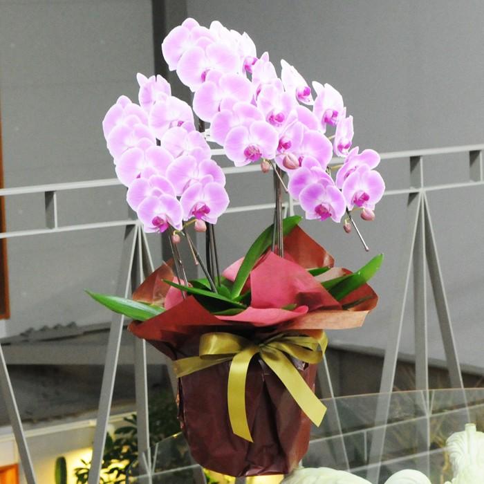 お祝い 花 開業 開店 記念日 胡蝶蘭 3本立 ピンク 2Lサイズ 鉢 花 ギフト 洋ラン | エーデルワイス花の贈り物 | 01