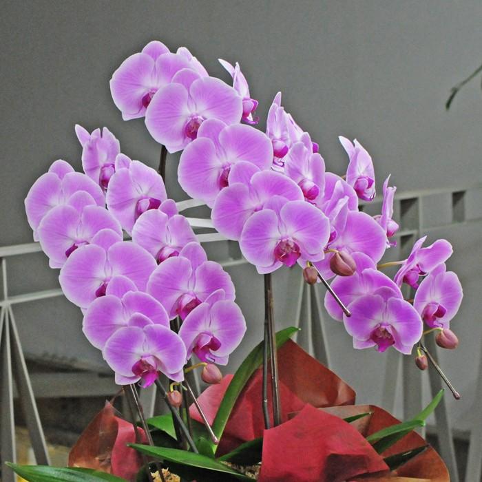 お祝い 花 開業 開店 記念日 胡蝶蘭 3本立 ピンク 2Lサイズ 鉢 花 ギフト 洋ラン | エーデルワイス花の贈り物 | 02