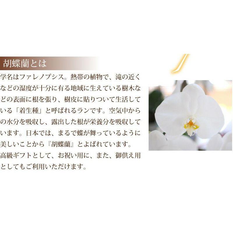 お祝い 花 開業 開店 記念日 胡蝶蘭 3本立 ピンク 2Lサイズ 鉢 花 ギフト 洋ラン | エーデルワイス花の贈り物 | 04