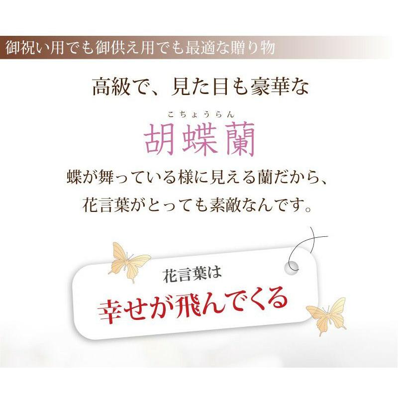 お祝い 花 開業 開店 記念日 胡蝶蘭 3本立 ピンク 2Lサイズ 鉢 花 ギフト 洋ラン | エーデルワイス花の贈り物 | 06