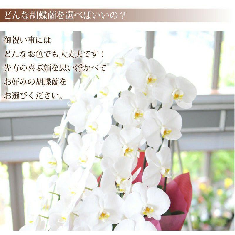 お祝い 花 開業 開店 記念日 胡蝶蘭 3本立 ピンク 2Lサイズ 鉢 花 ギフト 洋ラン | エーデルワイス花の贈り物 | 08