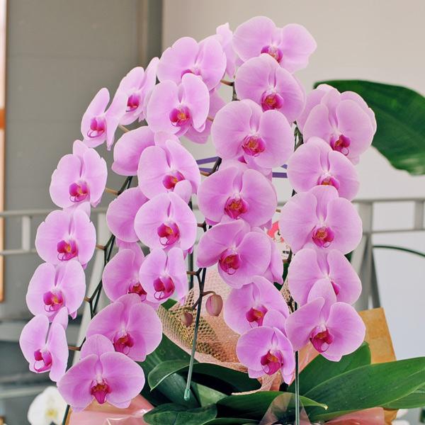 お祝い 花 開業 開店 法人祝い 胡蝶蘭 3本立 ピンク 3Lサイズ 洋ラン 鉢 花 ギフト | エーデルワイス花の贈り物 | 01