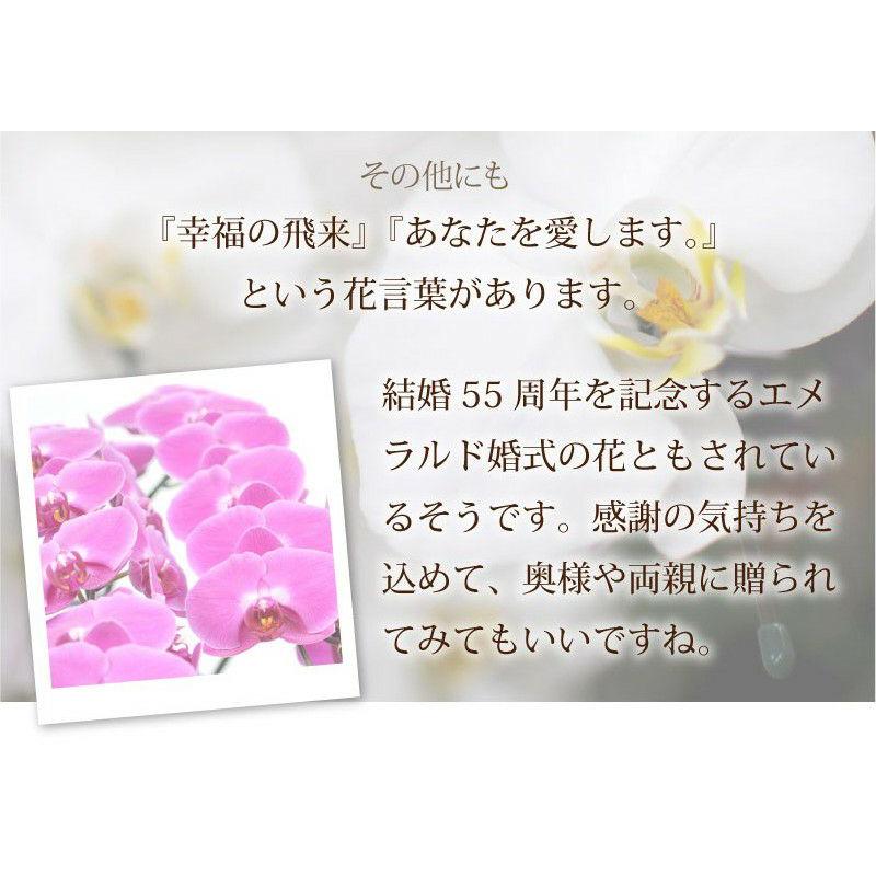 お祝い 花 開業 開店 法人祝い 胡蝶蘭 3本立 ピンク 3Lサイズ 洋ラン 鉢 花 ギフト | エーデルワイス花の贈り物 | 11