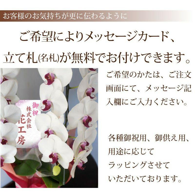 お祝い 花 開業 開店 法人祝い 胡蝶蘭 3本立 ピンク 3Lサイズ 洋ラン 鉢 花 ギフト | エーデルワイス花の贈り物 | 13