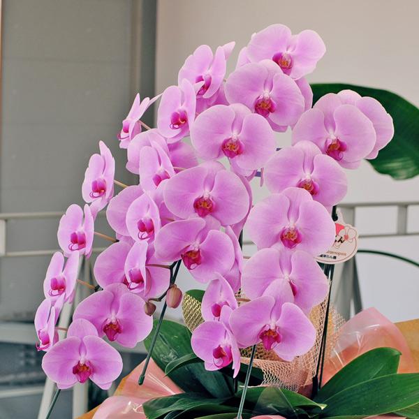 お祝い 花 開業 開店 法人祝い 胡蝶蘭 3本立 ピンク 3Lサイズ 洋ラン 鉢 花 ギフト | エーデルワイス花の贈り物 | 02