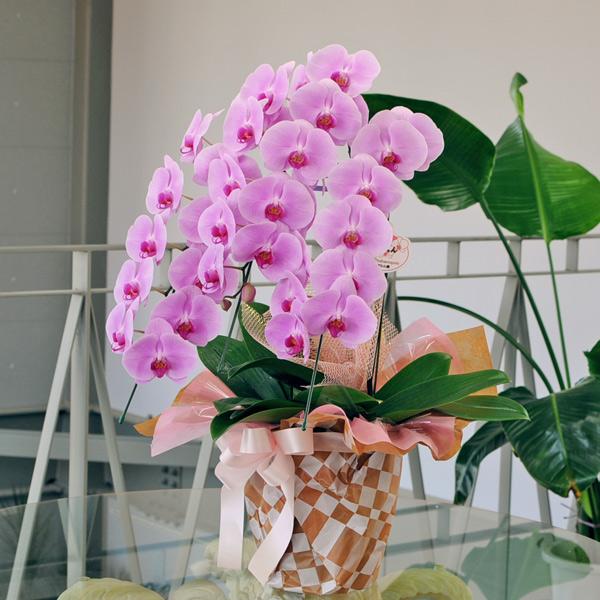 お祝い 花 開業 開店 法人祝い 胡蝶蘭 3本立 ピンク 3Lサイズ 洋ラン 鉢 花 ギフト | エーデルワイス花の贈り物 | 03