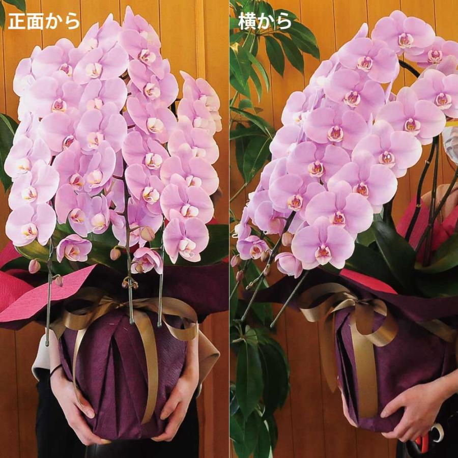 お祝い 花 開業 開店 法人祝い 胡蝶蘭 3本立 ピンク 3Lサイズ 洋ラン 鉢 花 ギフト | エーデルワイス花の贈り物 | 05