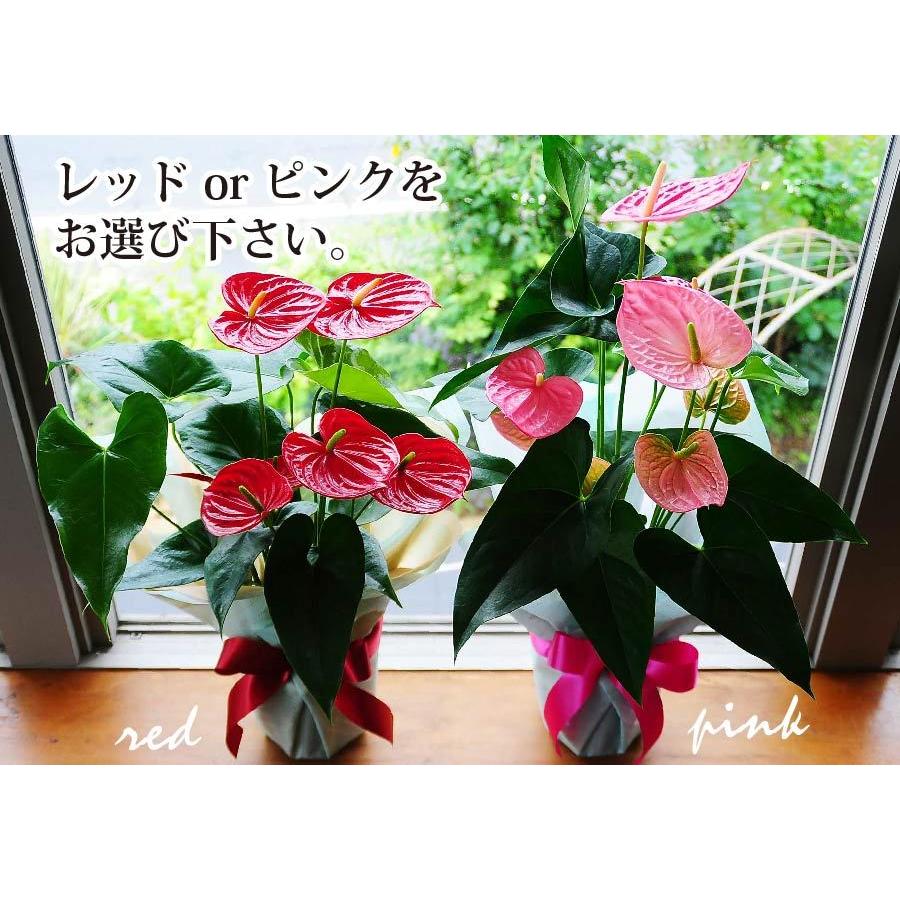 素敵な 観葉植物 アンスリウム アンスリューム 赤 レッド 桃色 ピンク 鉢植え おしゃれ インテリア 室内 Aynaelda Com