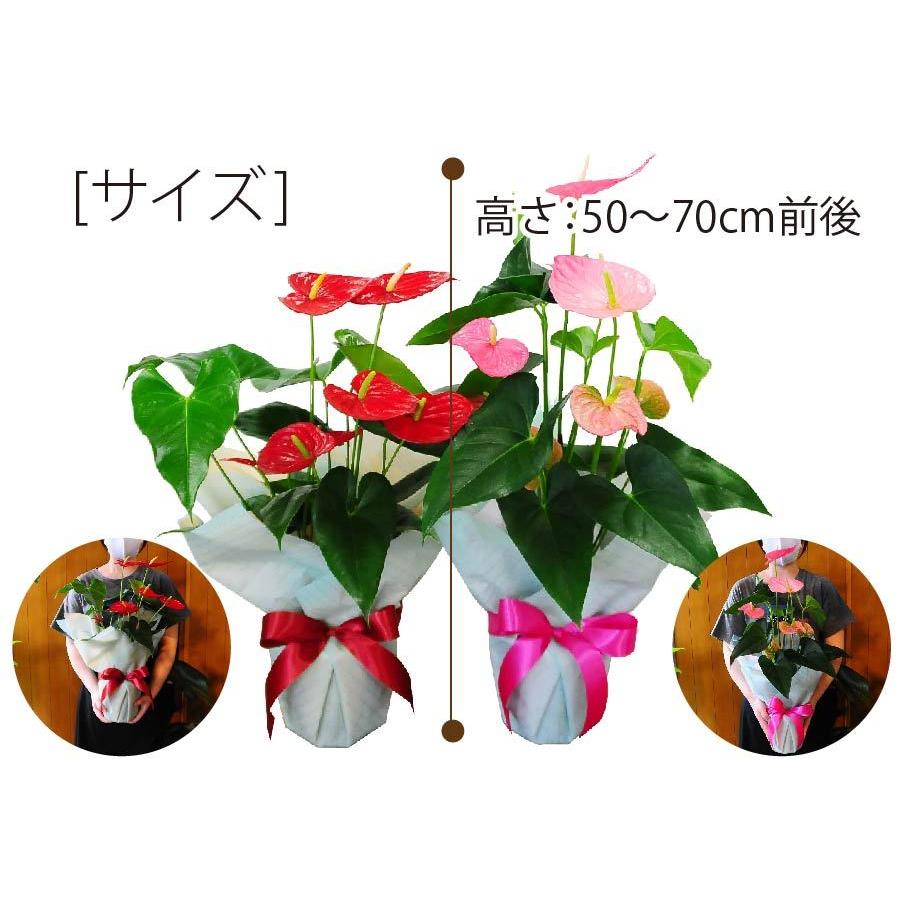 素敵な 観葉植物 アンスリウム アンスリューム 赤 レッド 桃色 ピンク 鉢植え おしゃれ インテリア 室内 Aynaelda Com