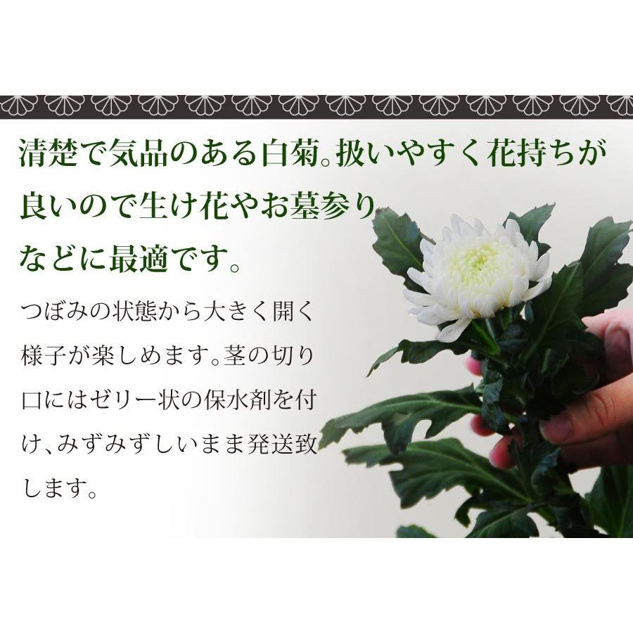 91 以上節約 お彼岸 お供え お悔やみ 仏花 供花 花束 宅配 送料無料 墓参り 仏壇 花 命日 初七日 年忌法要 一周忌 三回忌 法事法要 白い菊の花束 50本 Calculadora Digital Com Br