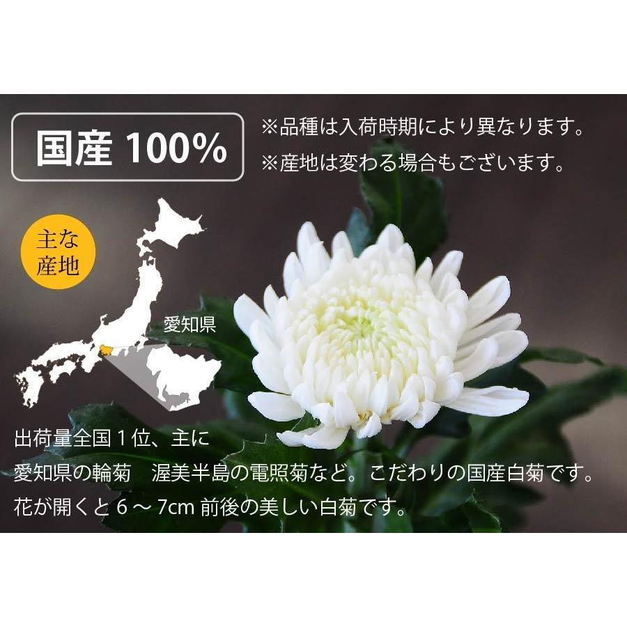 91 以上節約 お彼岸 お供え お悔やみ 仏花 供花 花束 宅配 送料無料 墓参り 仏壇 花 命日 初七日 年忌法要 一周忌 三回忌 法事法要 白い菊の花束 50本 Calculadora Digital Com Br