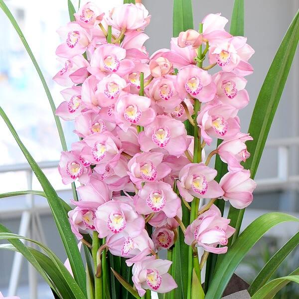 エーデルワイス花の贈り物 シンビジューム シンビジウム 誕生日 記念日