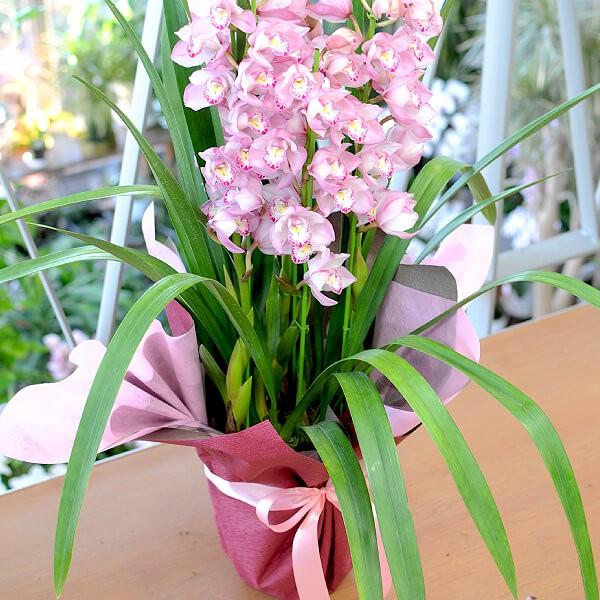 エーデルワイス花の贈り物 シンビジューム シンビジウム 誕生日 記念日