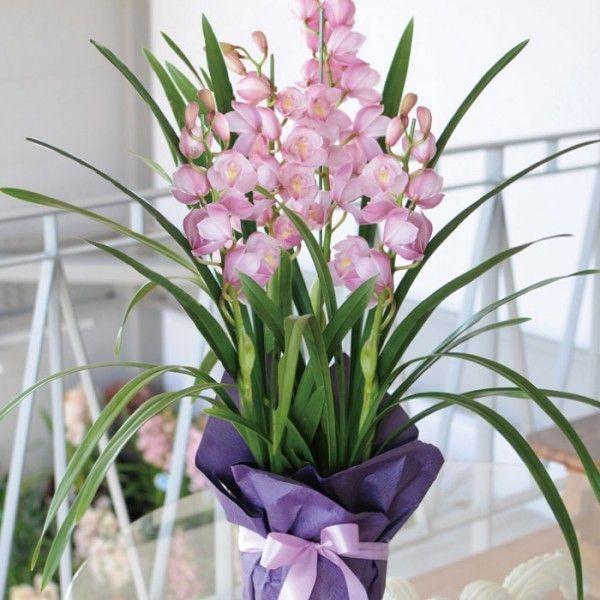 シンビジューム切り花 ミックス4本 （金、土、日の販売