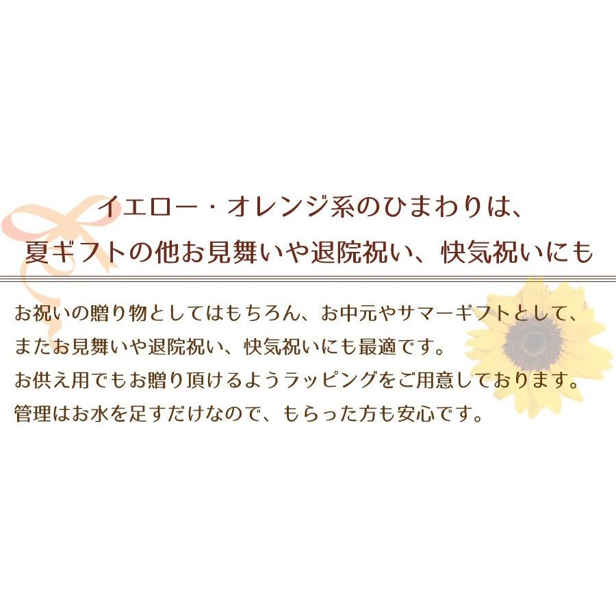 誕生日 プレゼント 花 ギフト ひまわり 花 向日葵 花 ギフト 誕生日 退院祝い 花 お見舞い 花 お中元 花 ギフト ヒマワリ アーリーサマー｜flower｜06