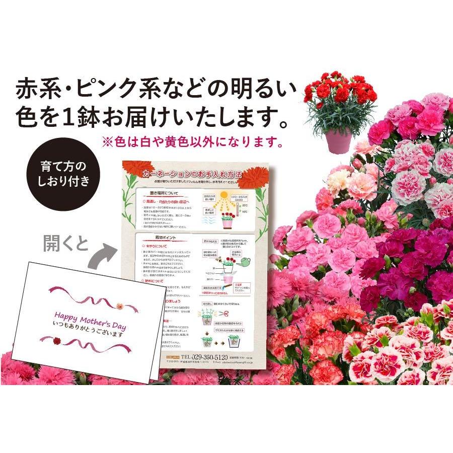 遅れてごめんね 母の日 花 鉢植え カーネーション フラワーギフト スイーツ セット お菓子 洋菓子 カーネーション5号鉢スイーツセット｜flower｜05